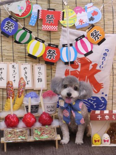 20240717チップちゃん